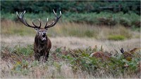 Richmond Park 19 10 04 7245   Photos ACG 2019