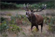 Richmond Park 19 10 04 7265   Photos ACG 2019