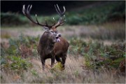 Richmond Park 19 10 04 7284   Photos ACG 2019