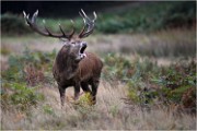Richmond Park 19 10 04 7286   Photos ACG 2019