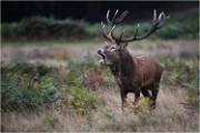 Richmond Park 19 10 04 7288   Photos ACG 2019