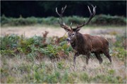 Richmond Park 19 10 04 7301   Photos ACG 2019