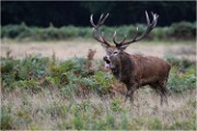 Richmond Park 19 10 04 7302   Photos ACG 2019