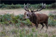 Richmond Park 19 10 04 7304   Photos ACG 2019