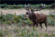Richmond Park 19 10 04 7305   Photos ACG 2019