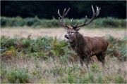 Richmond Park 19 10 04 7312   Photos ACG 2019