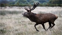 Richmond Park 19 10 04 7329   Photos ACG 2019
