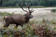 Richmond Park 19 10 04 7352   Photos ACG 2019