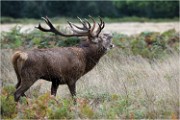 Richmond Park 19 10 04 7354   Photos ACG 2019