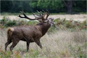 Richmond Park 19 10 04 7359   Photos ACG 2019