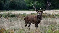 Richmond Park 19 10 04 7407   Photos ACG 2019