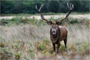 Richmond Park 19 10 04 7419   Photos ACG 2019