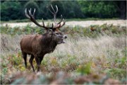 Richmond Park 19 10 04 7422   Photos ACG 2019