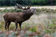 Richmond Park 19 10 04 7424   Photos ACG 2019