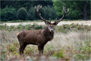 Richmond Park 19 10 04 7442   Photos ACG 2019