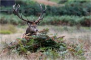 Richmond Park 19 10 04 7450   Photos ACG 2019
