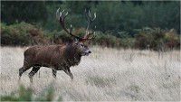 Richmond Park 19 10 04 7459   Photos ACG 2019