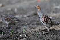 Vexin D6 20 05 28-004   Photo ACG