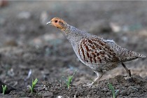 Vexin D6 20 05 28-005   Photo ACG