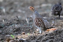 Vexin D6 20 05 28-006   Photo ACG