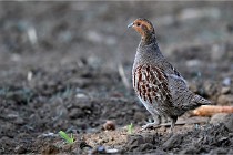 Vexin D6 20 05 28-007   Photo ACG