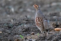 Vexin D6 20 05 28-008   Photo ACG