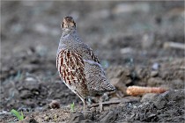 Vexin D6 20 05 28-009   Photo ACG