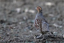 Vexin D6 20 05 28-011   Photo ACG