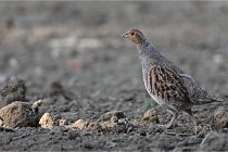 Vexin D6 20 05 28-013   Photo ACG