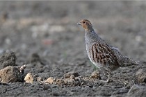 Vexin D6 20 05 28-014   Photo ACG