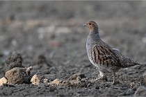 Vexin D6 20 05 28-015   Photo ACG