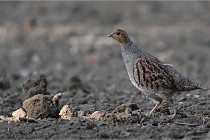 Vexin D6 20 05 28-016   Photo ACG