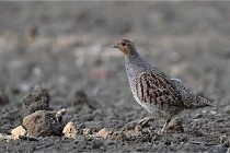 Vexin D6 20 05 28-017   Photo ACG