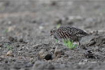 Vexin D6 20 05 28-018   Photo ACG