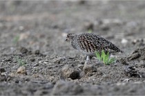 Vexin D6 20 05 28-019   Photo ACG