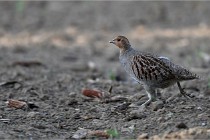 Vexin D6 20 05 28-020   Photo ACG