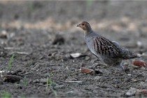 Vexin D6 20 05 28-021   Photo ACG