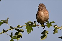 Vexin D6 20 05 28-028   Photo ACG