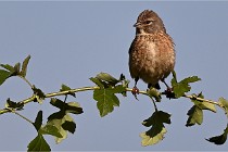 Vexin D6 20 05 28-029   Photo ACG