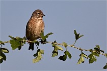 Vexin D6 20 05 28-031   Photo ACG