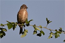 Vexin D6 20 05 28-032   Photo ACG