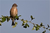 Vexin D6 20 05 28-033   Photo ACG