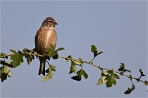 Vexin D6 20 05 28-034   Photo ACG