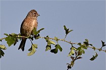 Vexin D6 20 05 28-035   Photo ACG