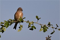 Vexin D6 20 05 28-036   Photo ACG