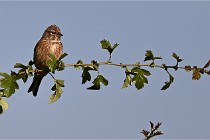 Vexin D6 20 05 28-037   Photo ACG