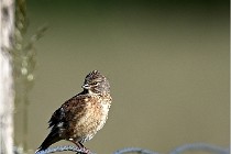 Vexin D6 20 05 28-039   Photo ACG