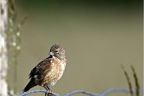 Vexin D6 20 05 28-041   Photo ACG