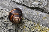 Vexin D6 20 06 14-072   Photo ACG