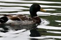 Vexin D6 20 06 16-082   Photo ACG